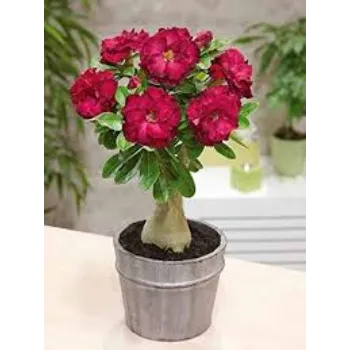 adenium plant (18)-1231671-67851.webp